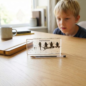 Echte kikker groeicyclus hars specimen taxidermie acryl kristal dier educatief leer speelgoed - Product Image 6