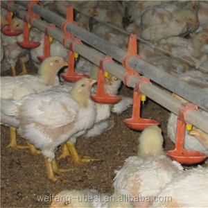 Modern Chicken Farm Poultry House Automatic Pan <strong>Feeder</strong> and Nipple Drinkers - Product Image 2