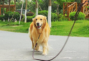 2025 cinturón de seguridad para perros marrón y negro de alta calidad, correa de cuero genuino para perros, correas largas trenzadas para caminar para mascotas, correas de entrenamiento - Product Image 5