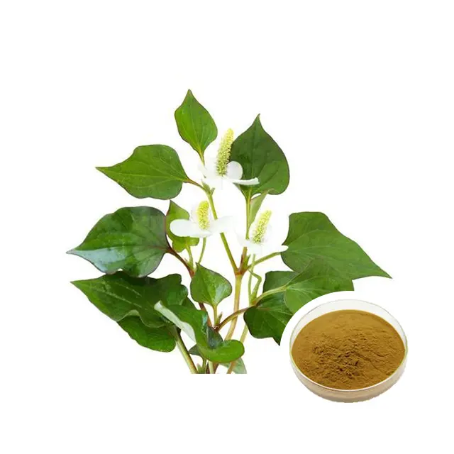 Heartleaf Houttuynia Herb Extract Pure Houttuynia Cordata Leaf Powder per capsule
