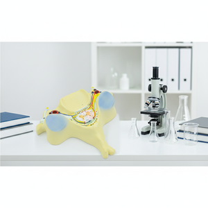 Modelo <span class=keywords><strong>de</strong></span> sección transversal <span class=keywords><strong>de</strong></span> la quinta vértebra cervical humana con médula espinal - Herramienta <span class=keywords><strong>de</strong></span> enseñanza <span class=keywords><strong>de</strong></span> anatomía para Neurología y Ortopedia - Product Image 4
