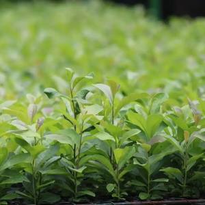 Té Verde de <span class=keywords><strong>Yerba</strong></span> <span class=keywords><strong>Mate</strong></span>, <span class=keywords><strong>Yerba</strong></span> <span class=keywords><strong>Mate</strong></span> Brasileña, Ilex Paraguariensis Paraguayo |   Hojas Sueltas OEM/ODM 250g - Product Image 1