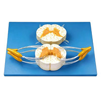 DARHMMY - Modelo Anatómico de Médula Espinal Humana con Nervios Espinales, PVC, para Enseñanza Médica y Formación de Médicos