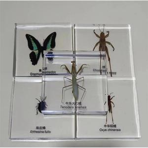 El fabricante produce especímenes de insectos pequeños, realistas, transparentes y creativos para la enseñanza y observación en jardines de infancia. - Product Image 3