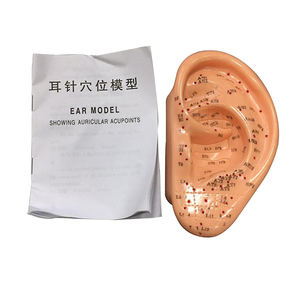 Yüksek kaliteli ürünler 13/22cm kulak akupunktur modeli profesyonel akupunktur noktası öğrenme ekran laboratuvar malzemeleri akupunktur - Product Image 1