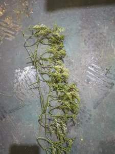 Nhựa PP Nhân Tạo Hoa Cây Và Lá Làm Tiêm Khuôn Và Máy - Product Image 2