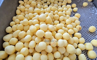 Machine voor het vormen van groenteballen van roestvrij staal, aardappel-, zoete aardappel- en taro-ballen, verwerkingslijn