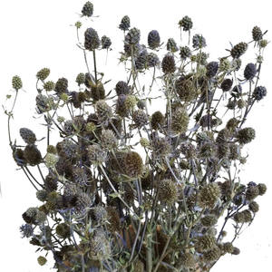 Fleurs séchées naturelles du Yunnan Eryngo <span class=keywords><strong>Eryngium</strong></span> pour les arrangements floraux festifs pour les décorations de Noël et d'Halloween - Product Image 1