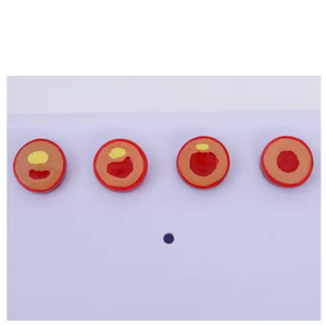 Model Pembelajaran arteri SCIEDU Model pengajaran sumber daya gray Anatomy manusia Model penyakit arteri koroner - Product Image 2