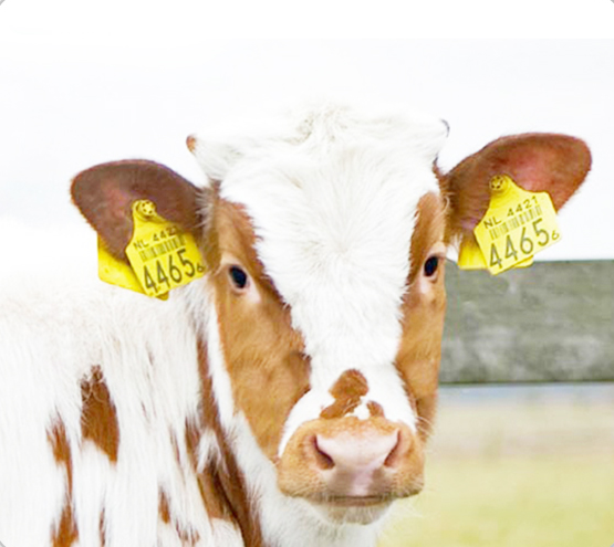 Идентификационные бирки для домашнего скота на ферме, программируемые Ушные бирки радиочастотной идентификации 860-960 МГц с большим радиусом действия, идентификация чипа для вакуумного скота, Ушные бирки для коровы