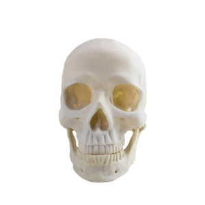 Modèle de crâne automatique, modèle de crâne automatique - Product Image 1