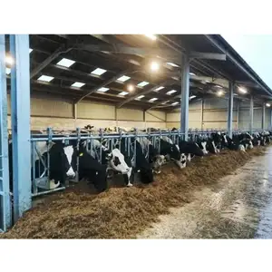 Fabbrica prefabbricata di pollo/allevamento di suini luce in acciaio struttura di costruzione di prodotti lattiero-caseari per capanno delle mucche