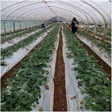 Película de Cobertura Agrícola Compostable y Estabilizada contra Rayos UV para Invernaderos, Vegetales y Fresas, 0.5-5m de Ancho, Longitud Personalizada - Product Image 5
