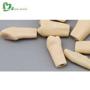 Los dientes permanentes dentales reemplazan el modelo de dientes desmontables - Product Image 3