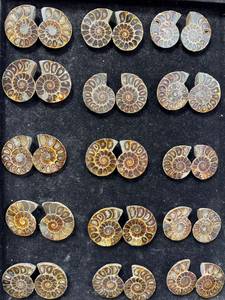 Pierre précieuse d'ammonite naturelle de qualité supérieure, polie, décorative, pour la création de bijoux, la décoration intérieure et les objets de collection, disponible à la vente - Product Image 4