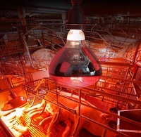 Ampoule d'élevage dénoyautée rouge étanche couveuse pour animaux de compagnie trappe poulet volaille Reptile poussins fermes cochon lampe chauffante infrarouge