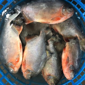 Vente en gros de poissons <span class=keywords><strong>Pacu</strong></span> rouges IQF de haute qualité pour le marché africain - Product Image 2