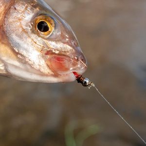 EUPHENG Cuentas Redondas de Tungsteno para Atado de Moscas, 25 Unidades, Cabeza para Materiales de Pesca de Ninfas, 12 Colores / 5 Tamaños - Product Image 6