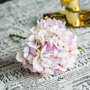 Flores de Hortensia al por Mayor, Hortensias Preservadas en Tallo, Planta de Hortensia en Venta - Product Image 2