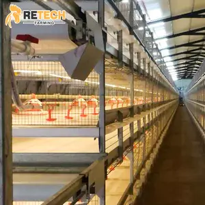 Cages automatiques de poulet de volaille de Type H à 5 niveaux pour 50000 oiseaux