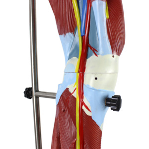 Modelo <span class=keywords><strong>de</strong></span> músculo humano Modelo <span class=keywords><strong>de</strong></span> anatomía del músculo humano Músculos <span class=keywords><strong>de</strong></span> <span class=keywords><strong>la</strong></span> <span class=keywords><strong>pierna</strong></span> <span class=keywords><strong>humana</strong></span> 13 Partes - Product Image 5