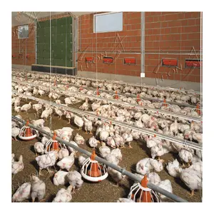 معدات تربية الدواجن الحيوانية عالية الجودة مزرعة الدجاج