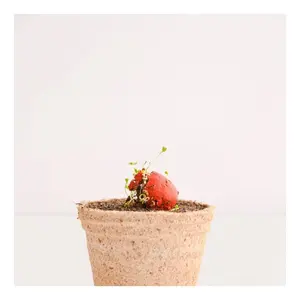 Gadgets écologiques Blister Bomb semi-colorés - Product Image 3