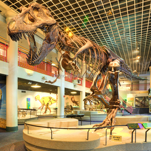 Trung Quốc Khủng Long hóa thạch điêu khắc nhà sản xuất kích thước cuộc sống khủng long sọ thực T Rex <span class=keywords><strong>Skeleton</strong></span> để bán - Product Image 4