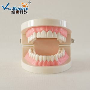 Herramientas de Enseñanza y Entrenamiento Práctico, Modelo de Anatomí<span class=keywords><strong>a</strong></span> Dental Estándar para la Enseñanza de Ciencias Médicas, Modelo Educativo de Dientes Humanos - Product Image 2