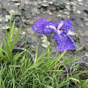 Iris japonaise 'Ina Arasi' - une <span class=keywords><strong>plante</strong></span> aquatique adaptée aux bassins de jardin et aux serres - Iris japonaise - Product Image 6