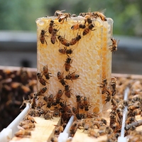 Boîte à miel en plastique transparente pour l'apiculture, de qualité alimentaire, 250g/500g, nid d'abeilles, outils d'apiculture, amovible, propre et hygiénique