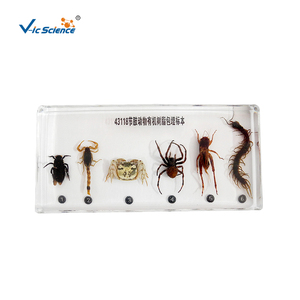 Arthropod-especímenes de resina orgánica incrustados, para educación escolar - Product Image 1