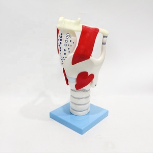 Con người y tế chức năng mở rộng giải phẫu thanh quản mô hình cho giảng dạy - Product Image 5