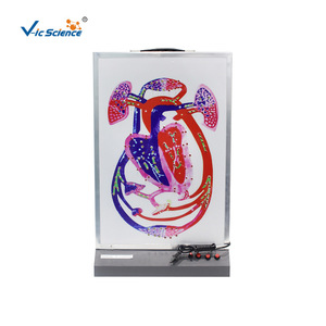 Heartbeat and blood circulation model (showing cardiac cycle and <b>large</b> and small circulation) - Product Image 3