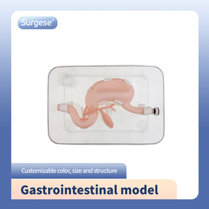 Gastrointestinal Model (üst sindirim sistemi), gastroskop ve <span class=keywords><strong>Duodenoscope</strong></span> gibi ekipmanların muayenesini ve kullanımını destekler - Product Image 5