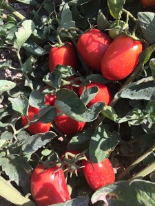 Al mejor precio, tomates pelados enteros enlatados, agua con sabor dulce conservada, hecho en China, embalaje de tambor a la venta - Product Image 6