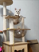 Arbre à chat avec griffoir et nid, double capsule spatiale en panneau de densité, jouet universel quatre saisons pour chat de petite taille