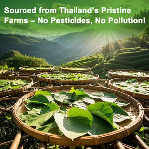 Sachets de thé corossol de marque privée Chinaherbs Thé énergétique naturel à base de plantes avec des ingrédients de saveur confortable de la nature - Product Image 2