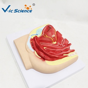 Modèle anatomique de la <span class=keywords><strong>cavité</strong></span> pelvienne féminine en vue sagittale, modèle pédagogique de section sagittale du bassin en gynécologie - Product Image 3