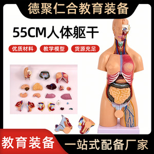 Modelo anatómico de torso bisexual de 55 cm, 21 piezas desmontables, anatomía de órganos humanos, con modelos de órganos internos, para enseñanza. - Product Image 5