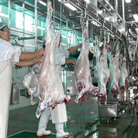 Ligne complète d'abattage de moutons (50-500 moutons par jour) pour abattoir d'agneaux, équipement d'abattage avec machine d'abattage de chèvres