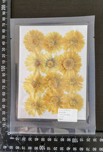 Fournitures pour la création de cartes Marigold <span class=keywords><strong>Cosmos</strong></span>, bijoux en résine, fleurs séchées pressées naturelles, écologiques - Product Image 6