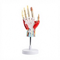 Modelo de Anatomía de Mano Desmontable de Tamaño Real con Vasos Sanguíneos y Nervios, 7 Partes - Modelo Anatómico de Ciencias Médicas