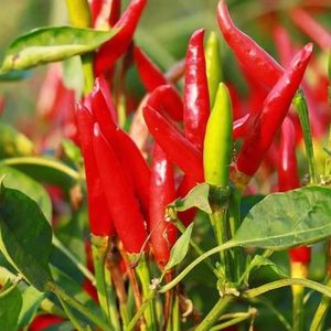 Pimienta Chaotian - Product Image 1