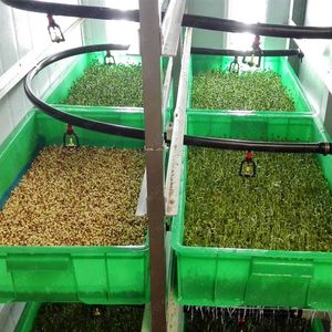 Máquina automática para germinar semillas de trigo y cebada, sistema hidropónico para cultivo de forraje de trigo - Product Image 4
