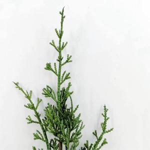 Tallo de <span class=keywords><strong>enebro</strong></span> de fábrica, tallo de <span class=keywords><strong>pino</strong></span> y ciprés, plantas artificiales verdes personalizadas, venta al por mayor - Product Image 2
