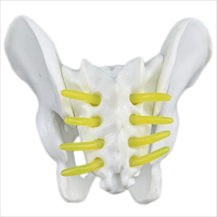 Petit rachis lombaire à cinq segments avec modèle de vertèbre coccygienne colonne vertébrale nerf spinal modèle de nerf coccygien