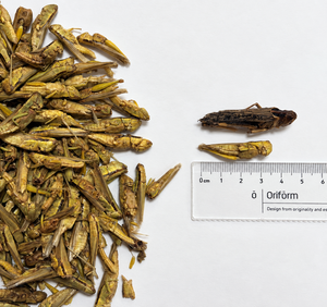 Alimento Liofilizado de Gafate Verde de Alta Proteína de Marca Privada Sino Crown para Reptiles, Peces de Acuario y Mascotas Exóticas - Product Image 1