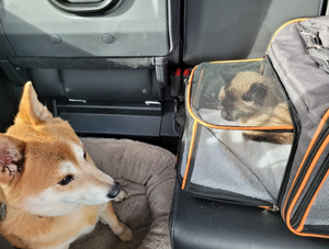 Taşınabilir taşıma çantası 'seyahat çantası dayanıklı kedi çantası genişletilebilir katlanabilir Pet köpek kafesleri kedi taşıyıcı seyahat için - Product Image 2