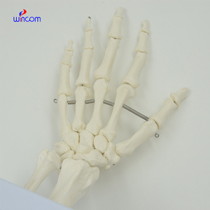 Modèle d'os de main humaine 1:1, taille adulte, os flexibles de la main, radius, ulne, squelette, anatomie, matériel éducatif, enseignement médical - Product Image 4